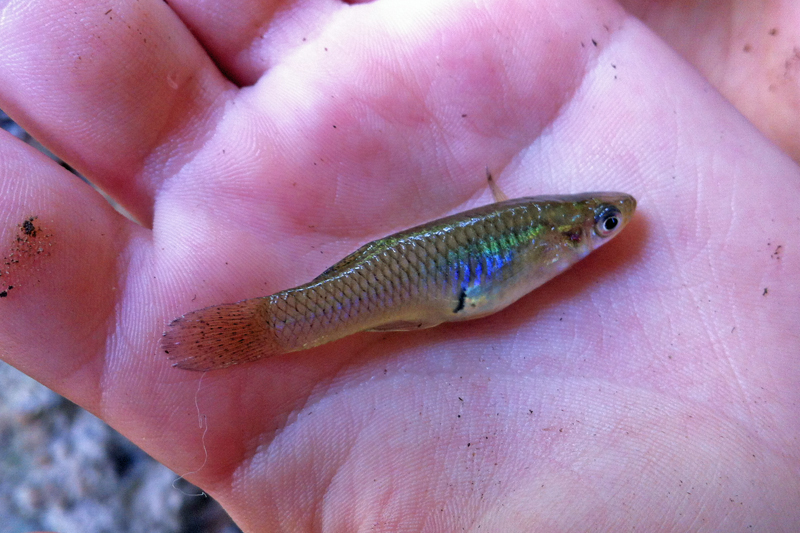 Mosquitofish, Eastern tdogg